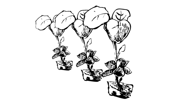 スパイスキューブ株式会社